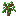 Apple Oak Sapling