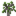 Blue Mahoe Sapling