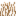 Brown Grass