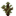 Bull Pine Sapling