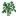 Common Walnut Sapling