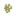Date Palm Pollen