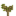 Date Palm Sapling