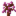 Hill Cherry Sapling