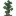 Kapok Sapling