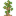 Myrtle Ebony Sapling