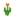 Orange Tulip