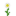 Oxeye Daisy