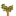 Papaya Sapling