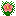 Pink Hibiscus