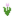 Pink Tulip