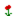 Poppy