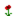 Poppy