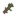 Reed