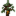 Rubber Tree Sapling