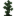 Silver Lime Sapling