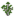 Sugar Maple Sapling