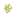 Teak Pollen