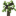 Teak Sapling