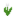 White Tulip