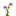 Wildflower