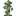Yellow Meranti Sapling