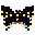 Black Swallowtail