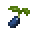 Blueberry Seed