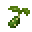 Cactus Fruit Seed